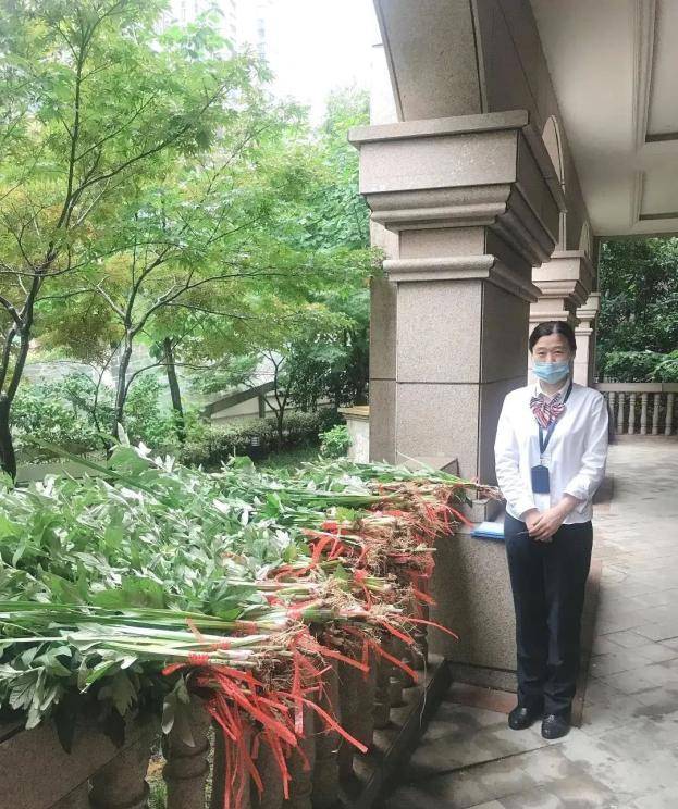 艾善妮艾草