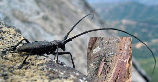 天牛天牛(longhorn beetle),鞘翅目天牛科/cerambycidae,全球约26000