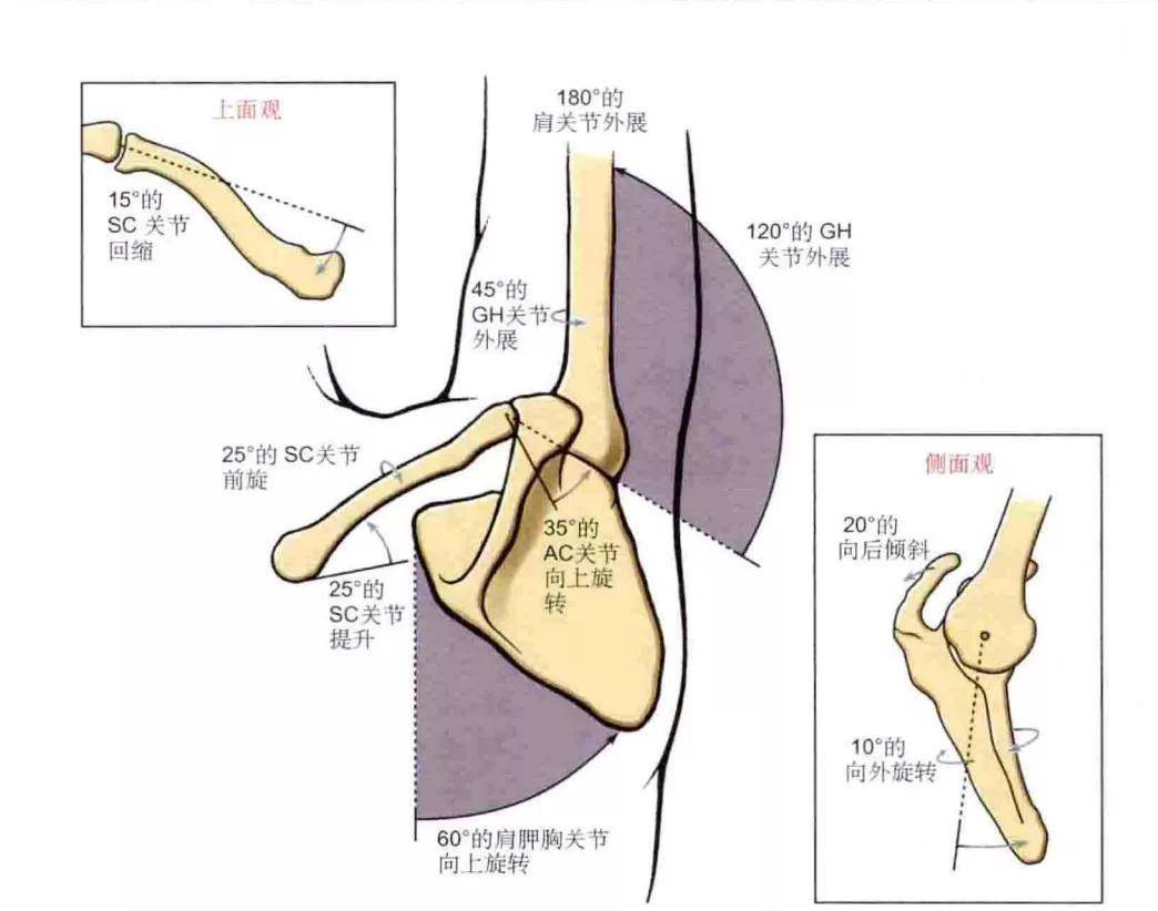 肩关节生理解剖今