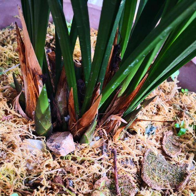 墨兰不长新芽不开花?灌它2次这种水,新芽冒一圈,开花香满屋