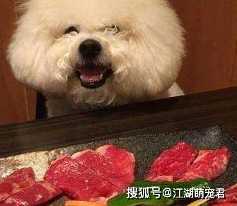 主人|只要看见吃的,就忘了主人是谁最“贪吃”的5种狗