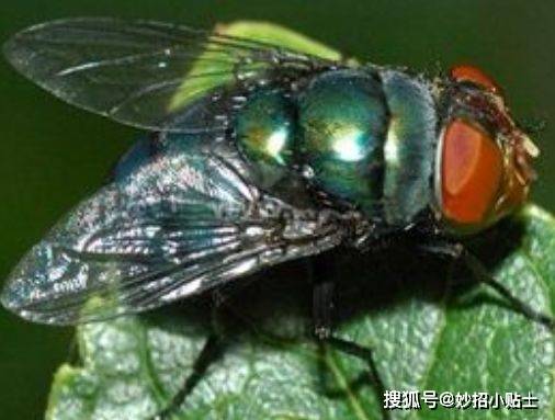 夏季苍蝇出没,教你最实用的3种灭苍蝇方法,家家户户用得到