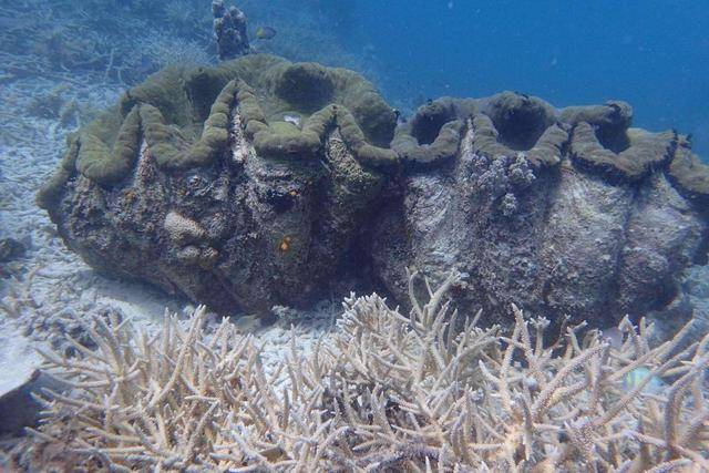 三亚|陈学冬潜水捡垃圾巨大渔网，发文举报柏悦酒店非法捕捞砗磲