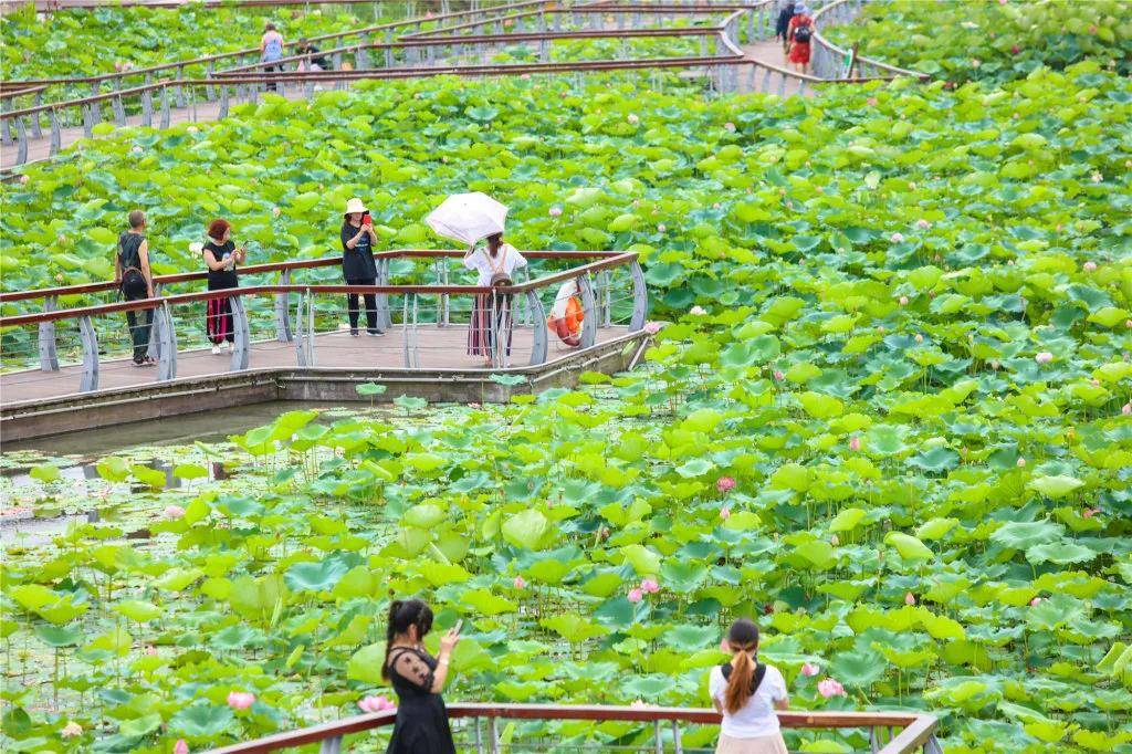 四川遂宁圣莲岛 荷花海惊艳整个夏天