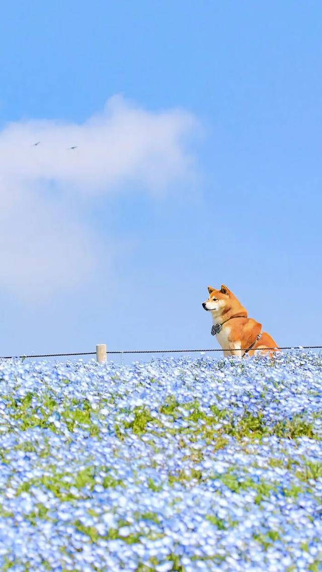 整理:柴犬系列_背景图