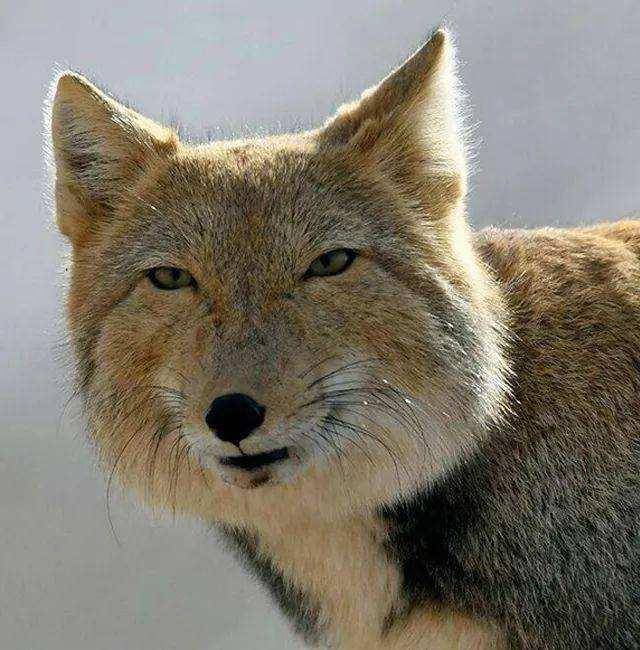 青藏高原一种狐狸,方脸短腿走红网络,对维持草原生态有突出贡献