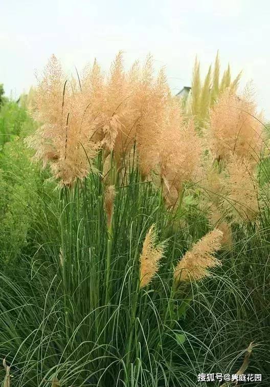 常绿禾本科蒲苇属cortaderia selloana'silver comet'3花叶蒲苇