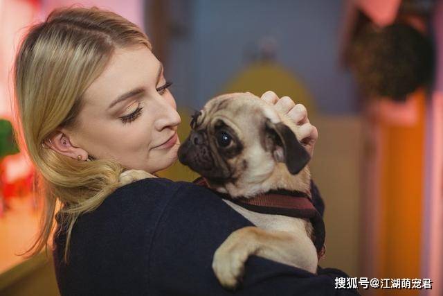 狗狗|对其他狗就不感兴趣了?这几点让我爱了为什么养了“巴哥犬”后