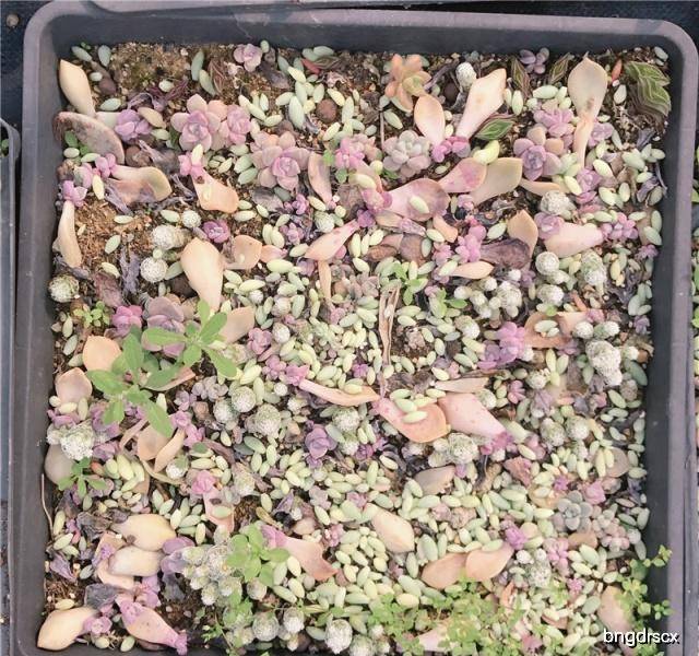 多肉叶插要不要插土里 bdc20a56fdb8441aa6a873255843107f.jpeg