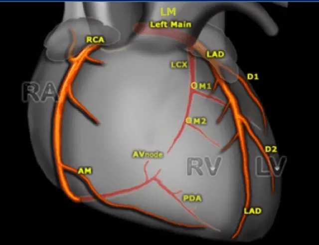 cta 动脉名称如下:冠脉 cta 是一种无创,方便的检查方法,与冠脉造影
