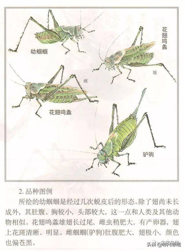 国画技法:蝈蝈的工笔及写意画法