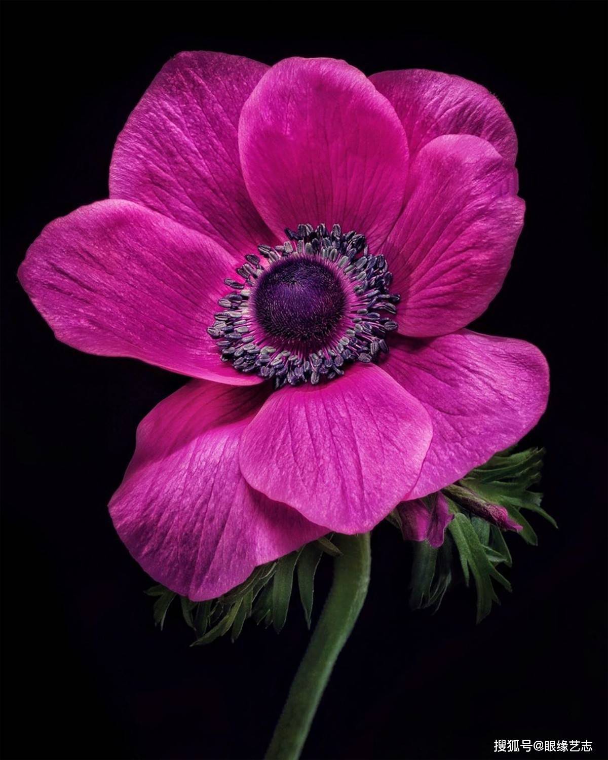 原创黛比的花语:识花更要懂花,花卉摄影师的光影留香