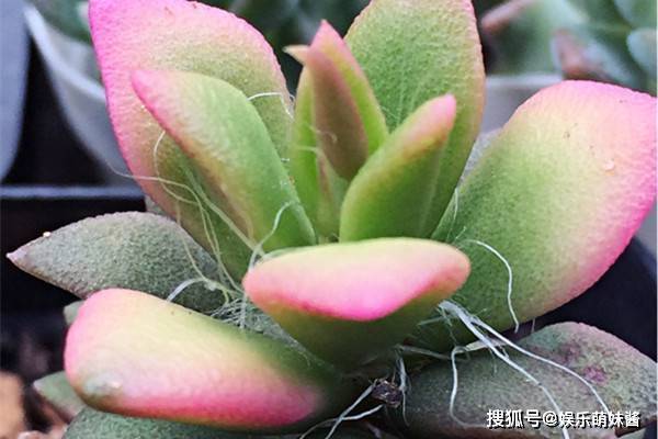 纱衣|这个多肉宝宝让人激起保护欲春梦殿锦白色纱衣包裹着婀娜的身姿