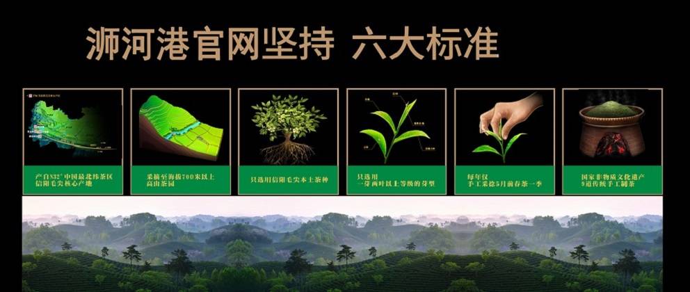 信阳|信阳毛尖茶网Shihegang.com（浉河港官网）