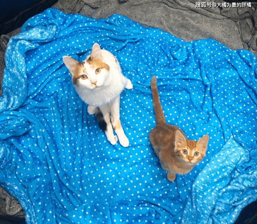 怎么才能让小猫不爬空调上面 b365d7ae056349cd96d01c994e34e873.png