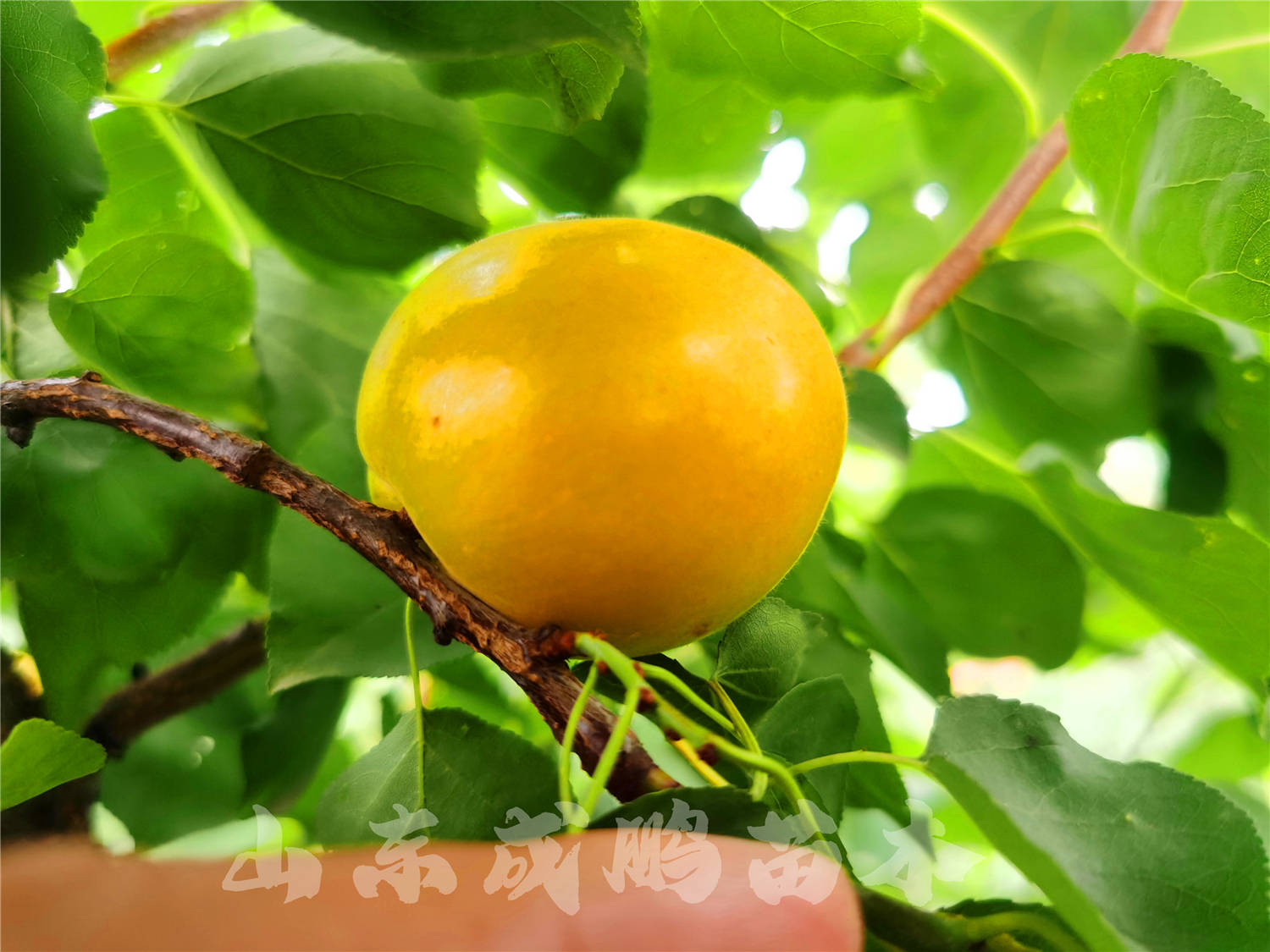 荷兰香蜜杏图片_荷兰蜜杏的特点是什么_时杉原杏璃杏蜜视频