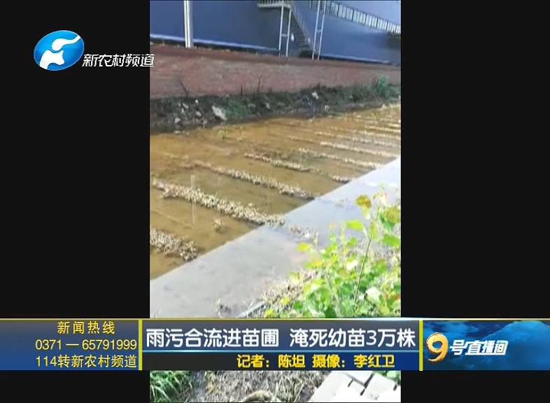 洛阳：雨污合流进苗圃 淹死幼苗3万株