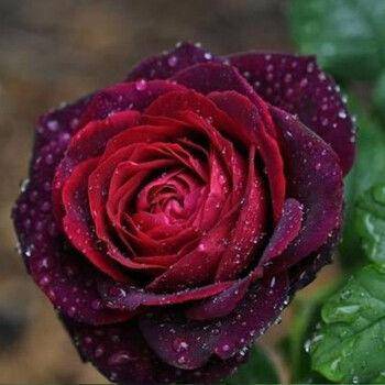 路易十四玫瑰:我美的不可方物,爱你,保质期也是一万年
