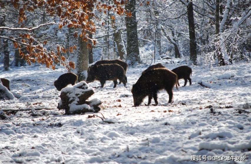 亏损|猪肉价格上涨背景下 金新农第四季度扣非净利润亏损被深交所问询