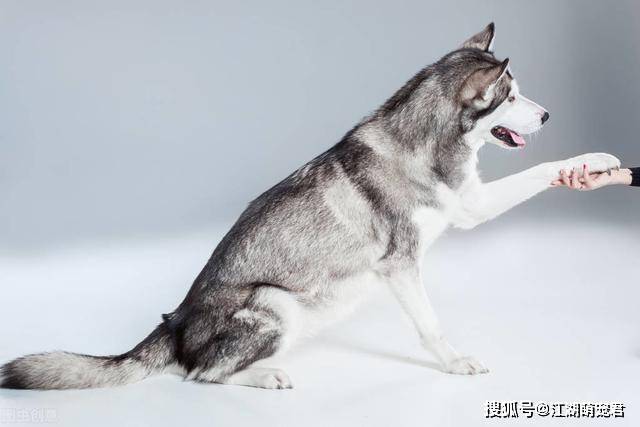 原创阿拉斯加犬向你示好的8个行为,每个动作都是在讨好你