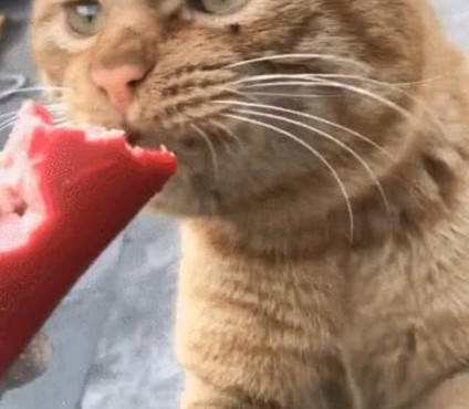 71f42e216f4246428efd9230a4a14d77.jpeg