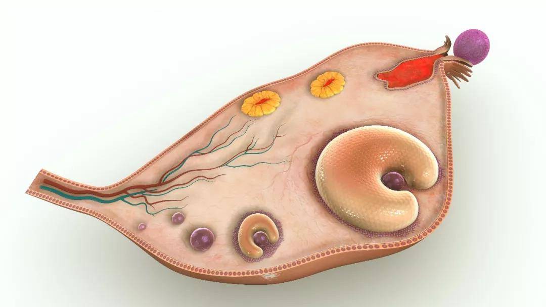 可能是卵泡发育得太大了?你听过假排卵吗