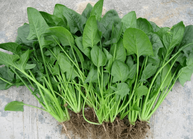菠菜的栽培管理技术