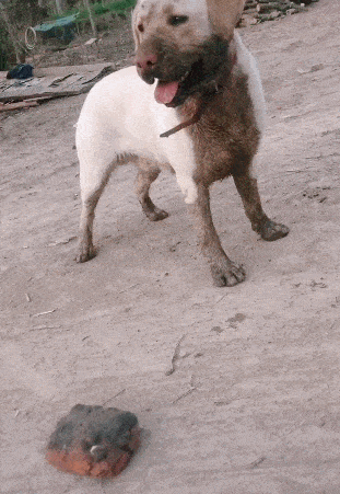 原创狗狗咬着砖头四处浪,主人嫌弃太脏,握紧拳头要揍狗