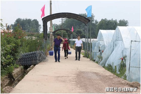 商城县河凤桥乡新桥村:小葡萄"串"起致富梦