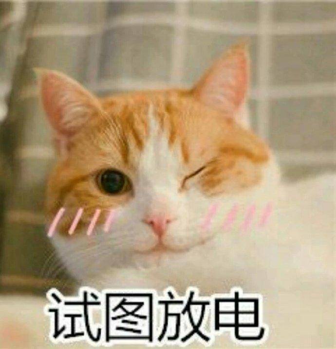 原创搞笑gif:你这只赖皮猫,划拳输了还想不喝酒?来来来,我喂你喝