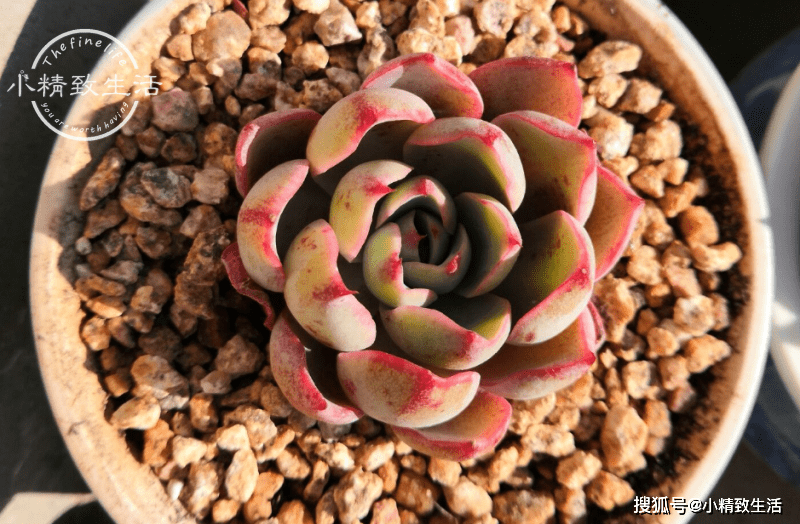 多肉小盆友的鸭子 543448fd0da34828b9a41a97f56f4eaa.png