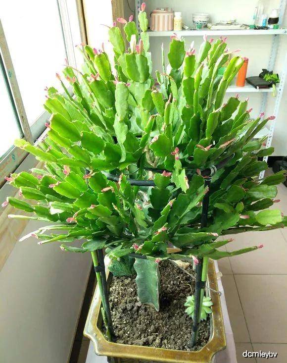 几月份嫁接蟹爪兰好呢 5460e49405bc4c55ac5d170823f36294.jpeg