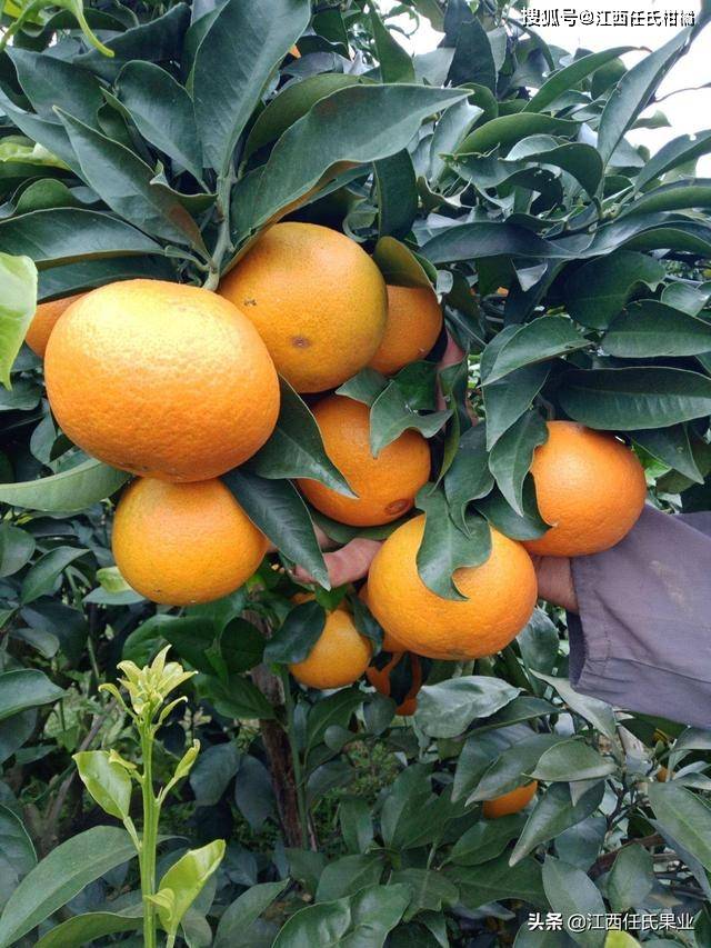想要柑橘大又甜?壮果肥料要先行,"早,重,巧"一个不能少_爱莎