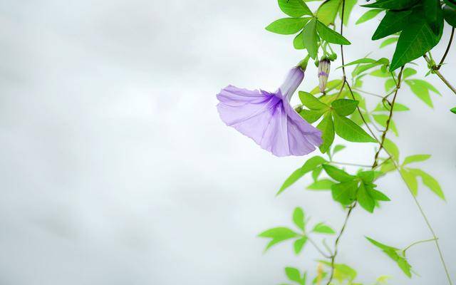 三颗爱心星三颗心碎猜一成语_心碎头像(3)
