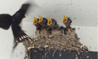 原创
夕阳下的奔跑,像不像犯二的你~