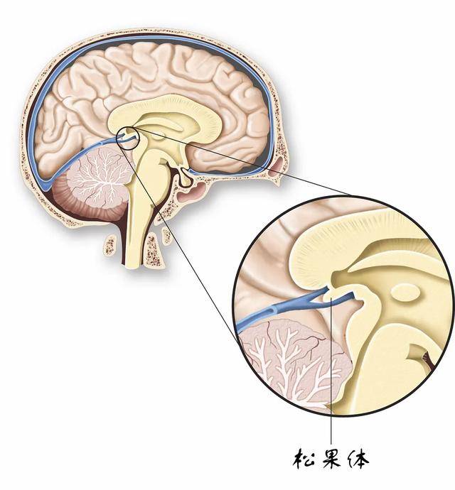 可惜，现代科学研究发现，这个小小的松果体并不像笛卡尔认为的那么重要