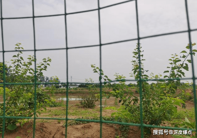 谢庄镇人口_孟庄镇郑屯人口