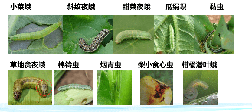 辣椒,茄子,豆角,甘蓝,花椰菜等 03 果树类 柑橘,桃树,梨树等 04 其他