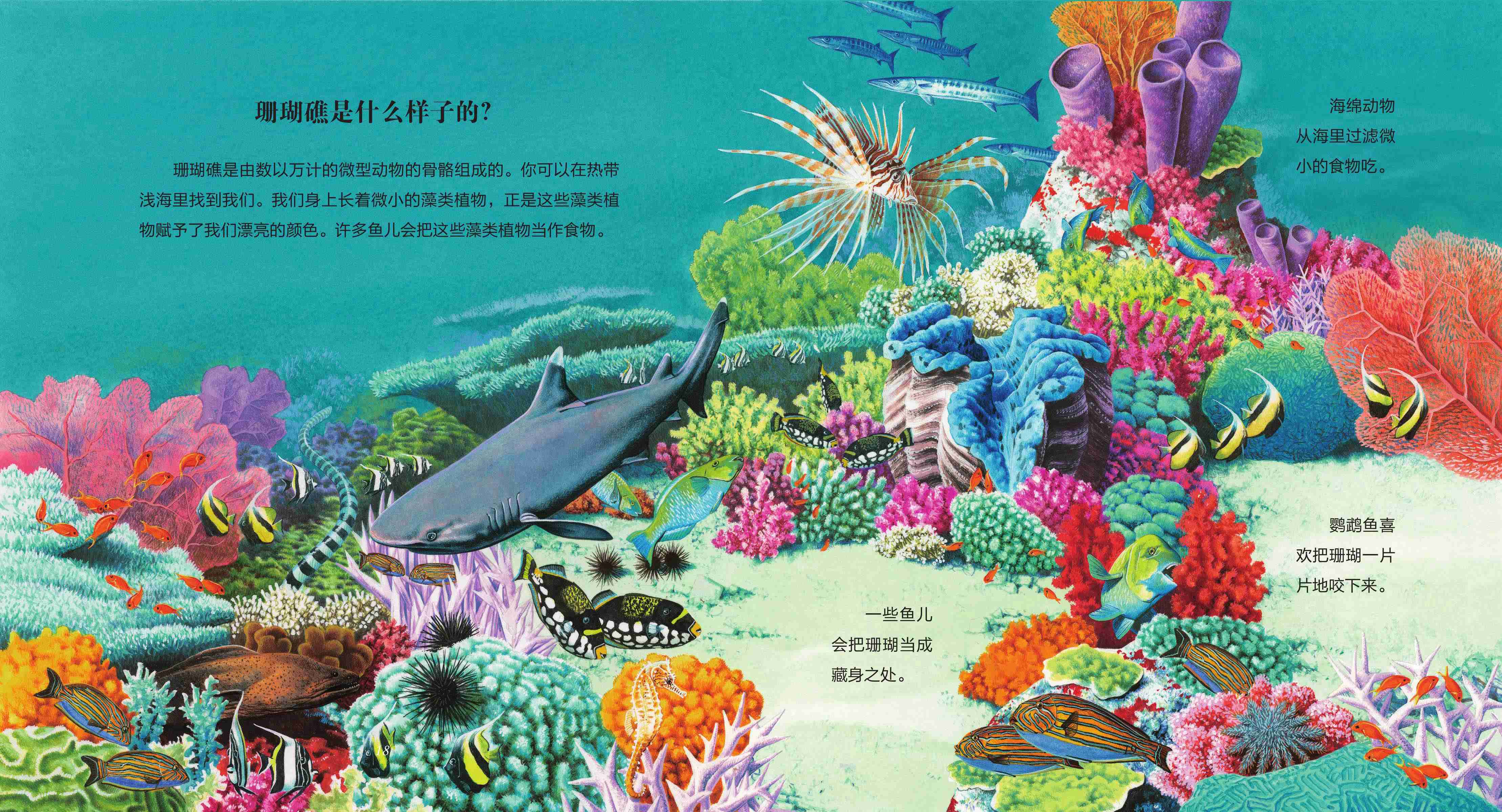 儿童绘本故事推荐《海洋生物》