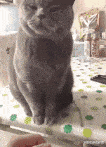 喵星人:好气哦,铲屎的揍我的,那我就只能拿你出气了!