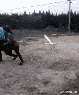 原创搞笑gif趣图:小弟弟,你这么小就会撩妹啊