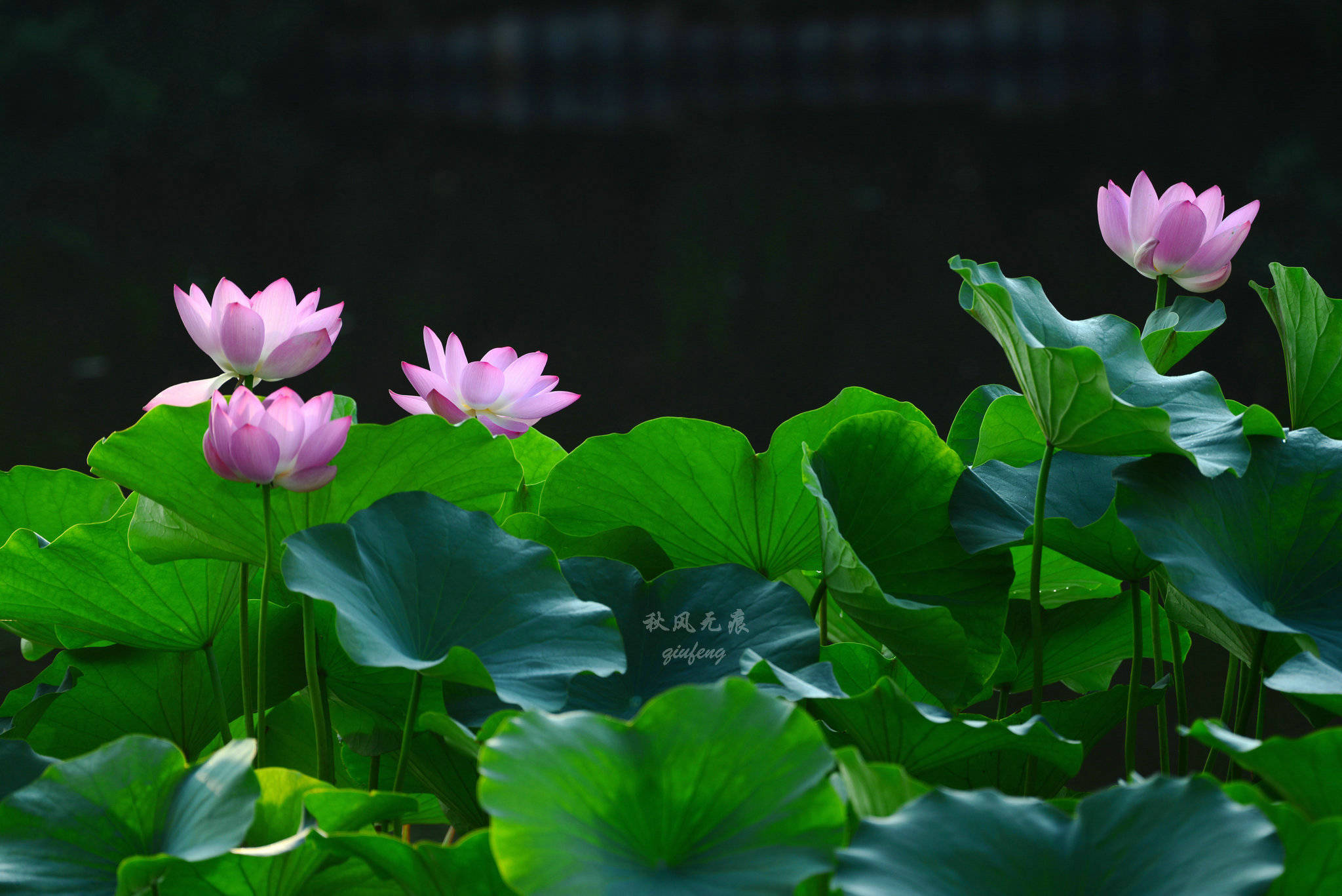 原创晨光里的荷花,花瓣宛若莲灯,靓丽了西安北城的夏日风景