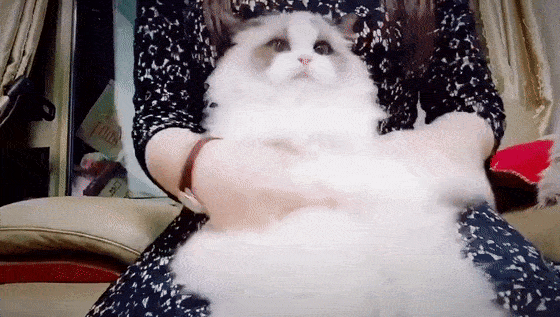 可爱暴击!快来这些萌宠咖啡厅吸猫撸狗盘猪猪