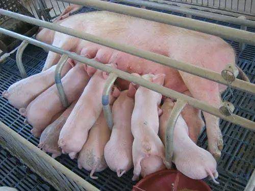 「养猪小课堂」夏季哺乳母猪产后平均每天需喂多少料?