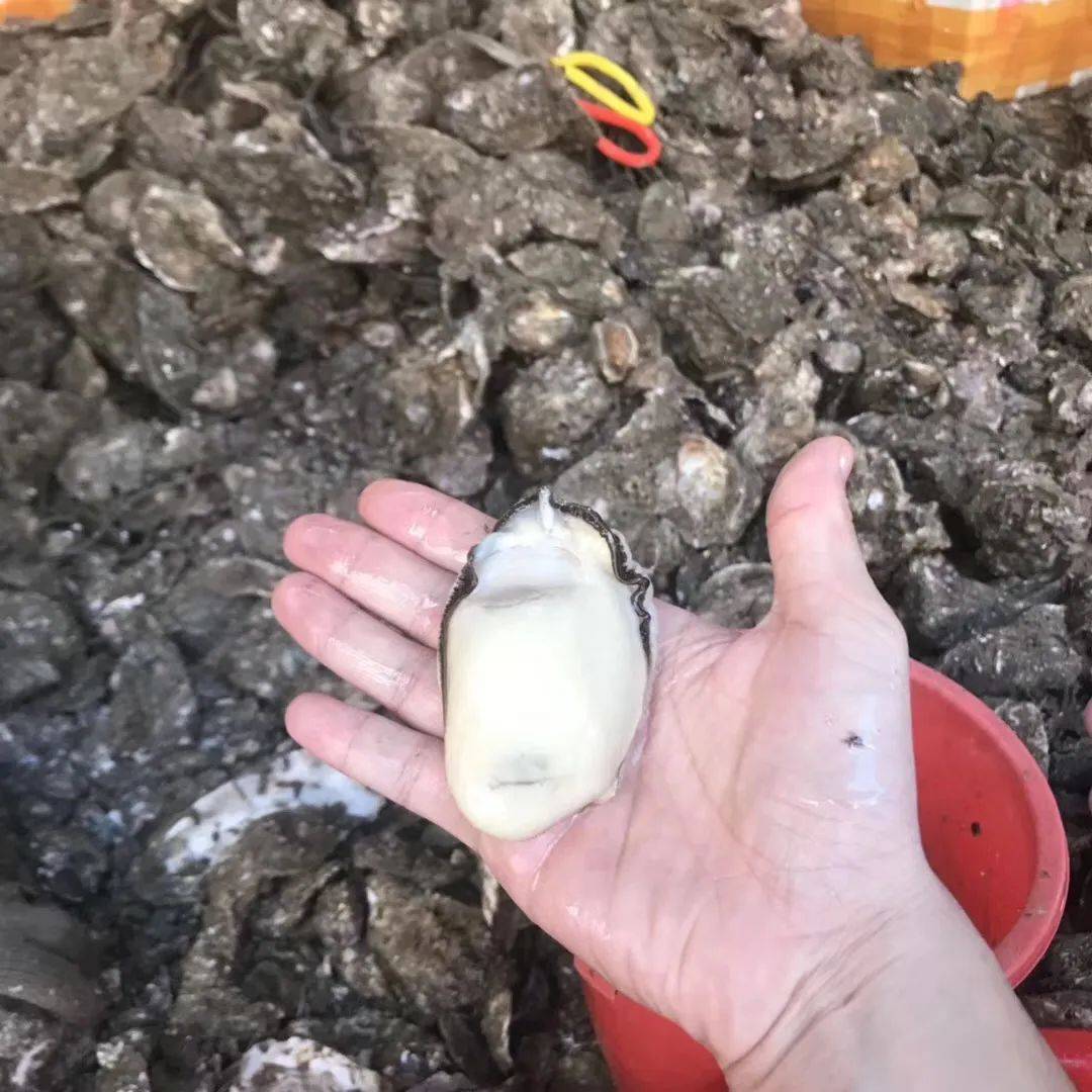 连唐僧|生蚝比47码皮鞋大，连唐僧都无法拒绝藏在昆明小区的老字号烧烤