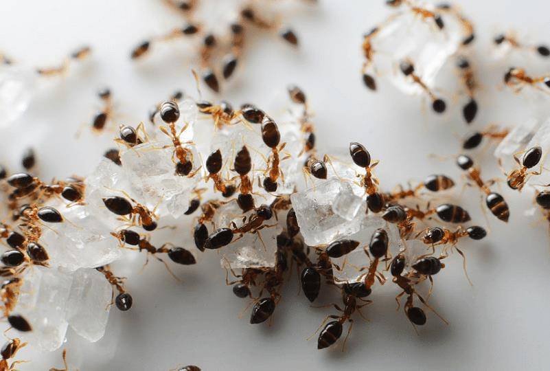 家里出现的蚂蚁比较多,采用这些方法,便可以很好去应对