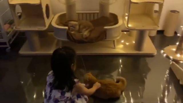 章子怡2亿豪宅曝光，游戏厅游泳池应有尽有，宠