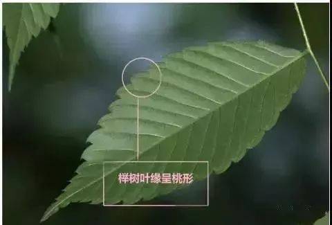 青檀侧脉不达齿尖,上弯 02 看果实 榉树,朴树,珊瑚朴为核果; 榆树