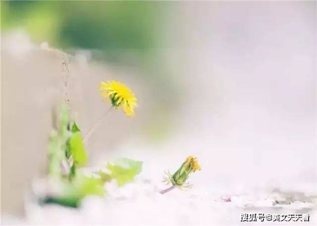 最优美的散文诗句 f4f6a465f7d04b39a3827dc27565846f.jpeg