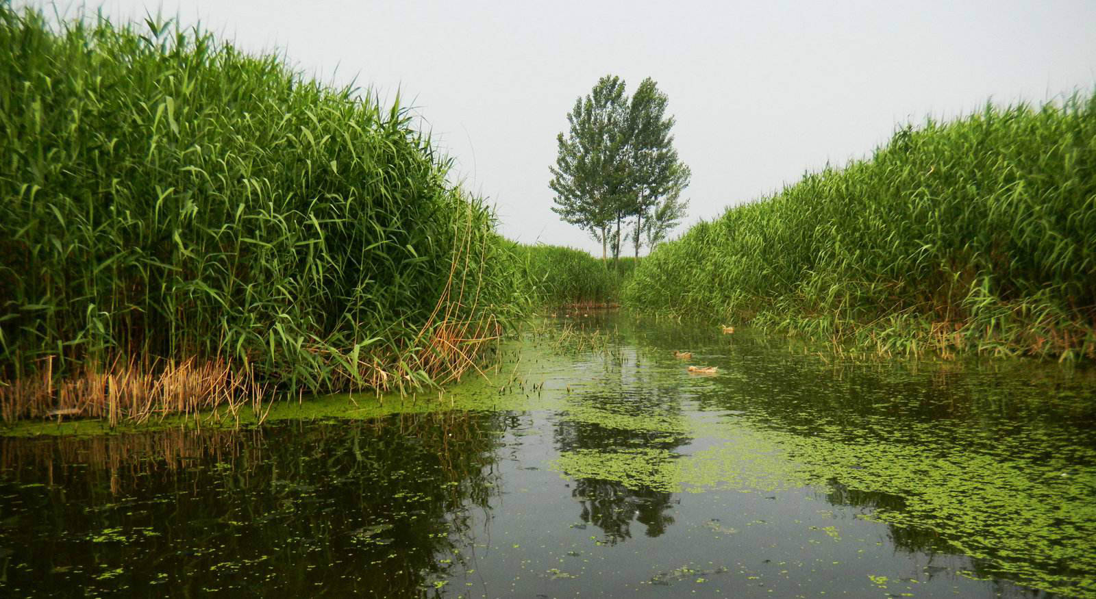 南瓜|草鱼上来就咬钩用这几种不起眼的天然食物做鱼饵